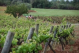 Nearby: Penedes